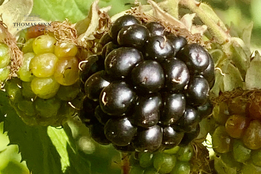 Gartenimpressionen