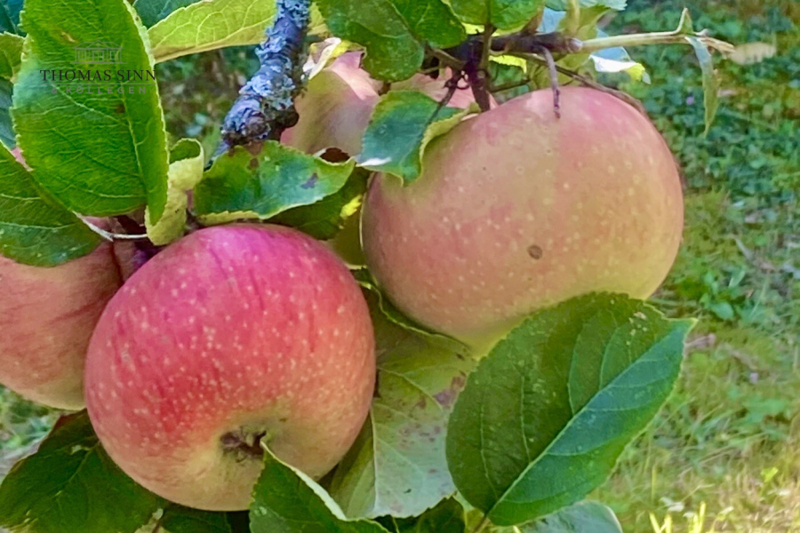 Gartenimpressionen