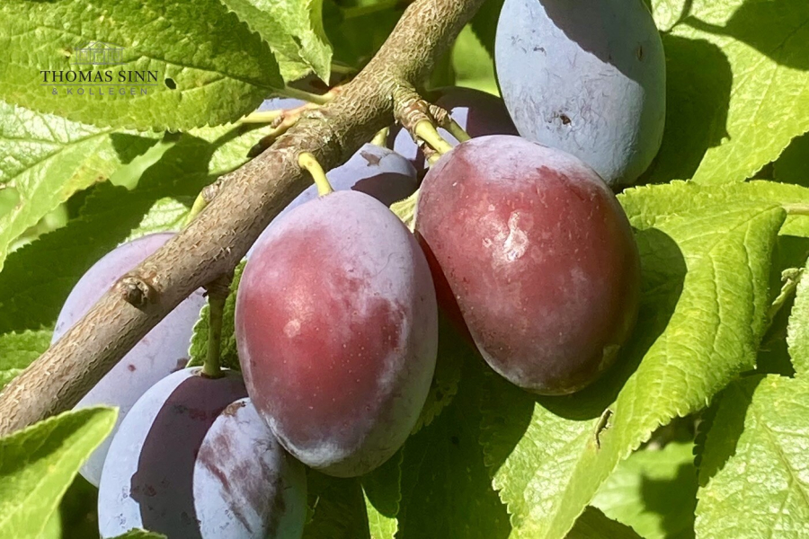 Gartenimpressionen